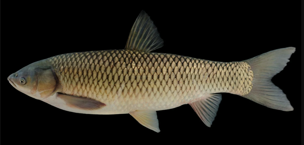 grass carp